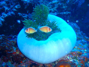 60990_146860652021720_1350645432013