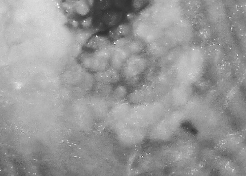 Img_3199_1 Img_3199_1