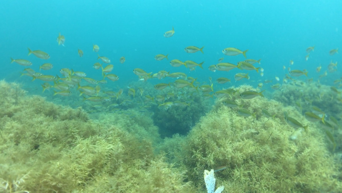 Screensnapz004 Screensnapz004